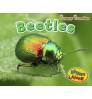 Beetles (Early Years: Creepy Crawlies) Paperback